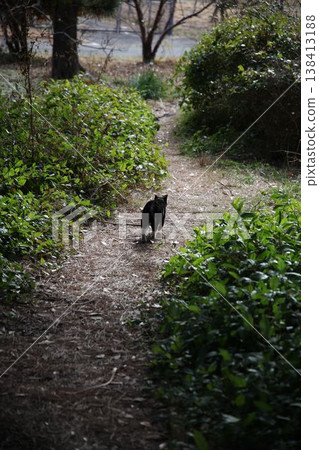Cat walking Cat walking 138413188