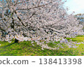 Sakura in full bloom that shines in the blue sky of spring 138413398