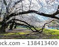 Cherry blossoms at Kinutakoen 138413400
