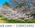 Cherry blossoms in full bloom shining in the blue sky 138413402