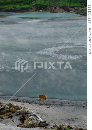 A fawn stands by the shore of the cobalt-blue Oyu-numa lake. A fawn stands by the shore of the cobalt-blue Oyu-numa lake. 138413551