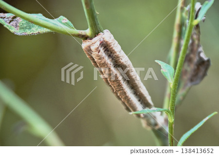 Egg case of the Chinese mantis 138413652
