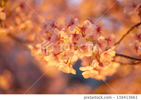 Look up at the cherry blossoms at night 138413661