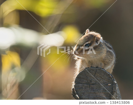 Chipmunk eating acorn Chipmunk eating acorn 138413806