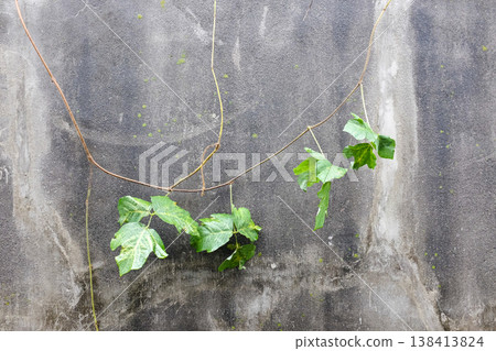 plants growing on concrete walls plants growing on concrete walls 138413824