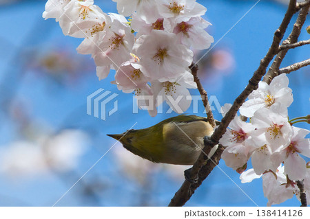 The chestnut smoky cherry blossom nectar The chestnut smoky cherry blossom nectar 138414126