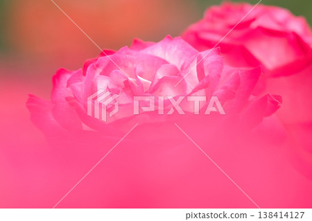 Beautiful pink roses Beautiful pink roses 138414127