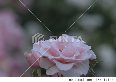 Beautiful pink roses 138414128