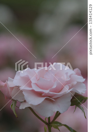 Beautiful pink roses Beautiful pink roses 138414129