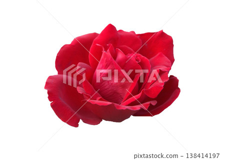 A cutout of a red rose, isolated. A cutout of a red rose, isolated. 138414197