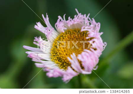 Halzion flower close-up 138414265