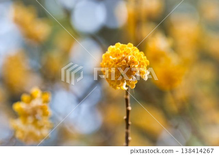 黃色Mitsumata花 138414267