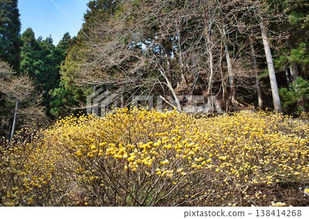 三椏花盛開了。 138414268