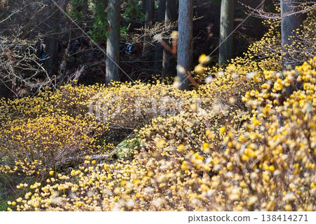 A cluster of Mitsumata plants covering the slope A cluster of Mitsumata plants covering the slope 138414271