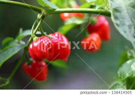 Chili peppers and habanero fruits Chili peppers and habanero fruits 138414305