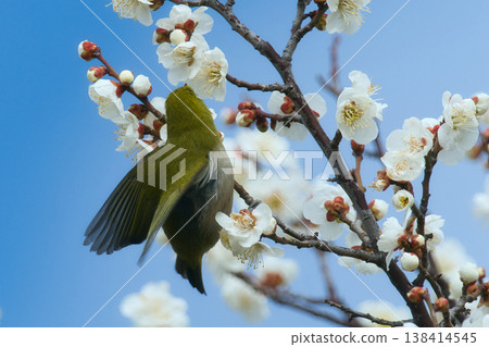 White-eye sucking plum nectar White-eye sucking plum nectar 138414545