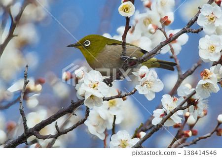 White-eye that sucks the nectar of plum blossoms White-eye that sucks the nectar of plum blossoms 138414546