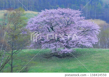 開花在草甸的一棵櫻桃樹 開花在草甸的一棵櫻桃樹 138414550