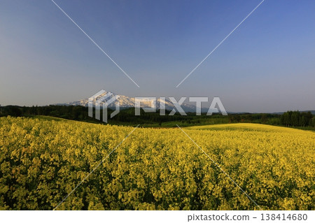 Mount Chokai as seen from a field of rapeseed flowers Mount Chokai as seen from a field of rapeseed flowers 138414680