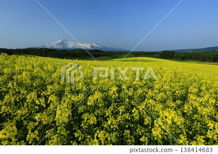 從油菜花田中眺望鳥海山 從油菜花田中眺望鳥海山 138414683