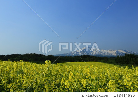 從油菜花田中眺望鳥海山 從油菜花田中眺望鳥海山 138414689