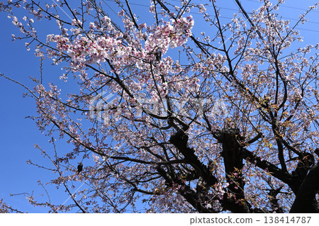 熱海櫻花沿著平瀨川盛開 熱海櫻花沿著平瀨川盛開 138414787