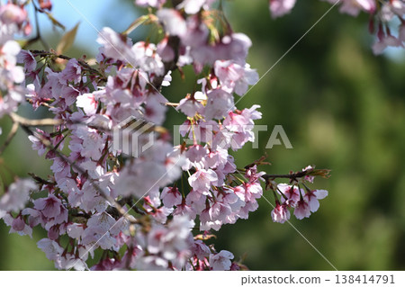熱海櫻花沿著平瀨川盛開 熱海櫻花沿著平瀨川盛開 138414791