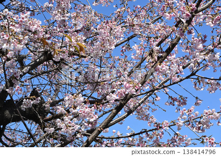 熱海櫻花沿著平瀨川盛開 熱海櫻花沿著平瀨川盛開 138414796