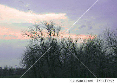 tree in the fog tree in the fog 138414797