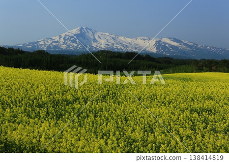 Mount Chokai as seen from a field of rapeseed flowers Mount Chokai as seen from a field of rapeseed flowers 138414819