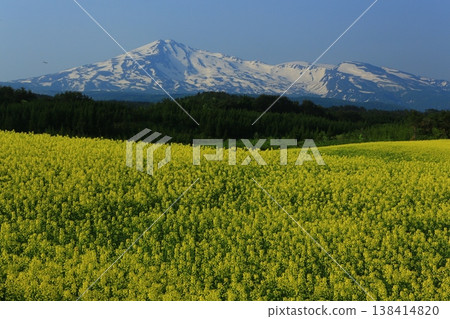 Mount Chokai as seen from a field of rapeseed flowers Mount Chokai as seen from a field of rapeseed flowers 138414820