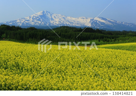 Mount Chokai as seen from a field of rapeseed flowers Mount Chokai as seen from a field of rapeseed flowers 138414821