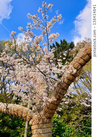 Cherry blossoms at Jindai Botanical Garden, shining brightly against the blue sky: the original Jindai Akebono tree. 138414841