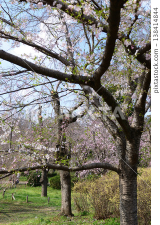 Cherry blossoms at Jindai Botanical Garden, shining brightly against the blue sky: the original Jindai Akebono tree. 138414844