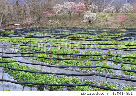 Plum blossom blooming Spring Daio Wasabi Farm Plum blossom blooming Spring Daio Wasabi Farm 138414891