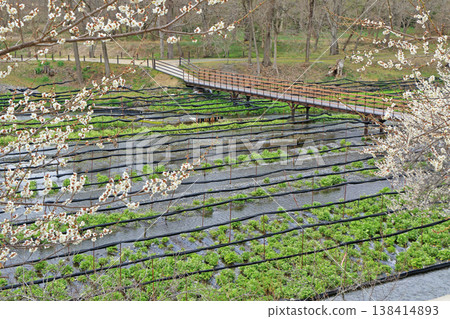 Plum blossom blooming Spring Daio Wasabi Farm Plum blossom blooming Spring Daio Wasabi Farm 138414893
