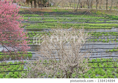 Plum blossom blooming Spring Daio Wasabi Farm 138414894