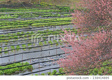 梅花盛開的春天 大王芥末農場 梅花盛開的春天 大王芥末農場 138414895