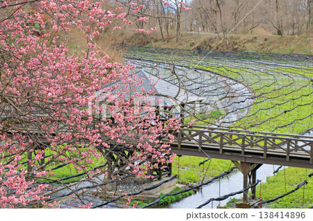 Plum blossom blooming Spring Daio Wasabi Farm 138414896