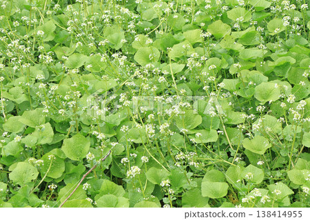 Wasabi flower Wasabi flower 138414955