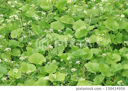 Wasabi flower Wasabi flower 138414956