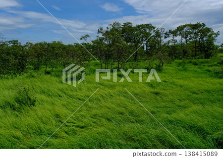 樹木蔥鬱,綠草隨風搖曳,景色宜人。 樹木蔥鬱,綠草隨風搖曳,景色宜人。 138415089