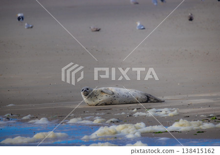 Eierland, De Cocksdorp, Texel, The Netherlands, Oktober 28th, 2024, A Seal Perfectly Resting on a 138415162