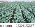 A vast broccoli field 138415227