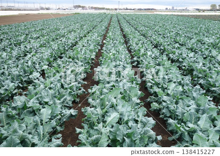 A vast broccoli field A vast broccoli field 138415227