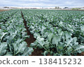 Broccoli field growing well 138415232
