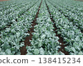 A field of thriving broccoli 138415234