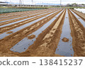 Open-field cultivation: Mulching before planting. 138415237