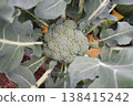Designated vegetable: Broccoli 138415242