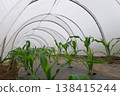 Corn being grown in a greenhouse 138415244